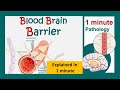 Blood Brain Barrier (BBB) explained in 1 minute | Function of BBB | Pathology in 1 minute