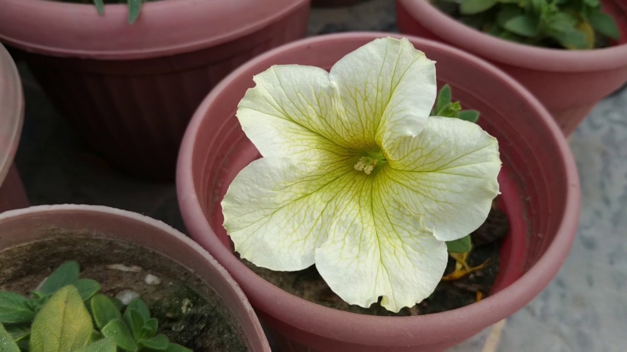 How to Grow Petunia Start to End Petunia Care Winter/Spring