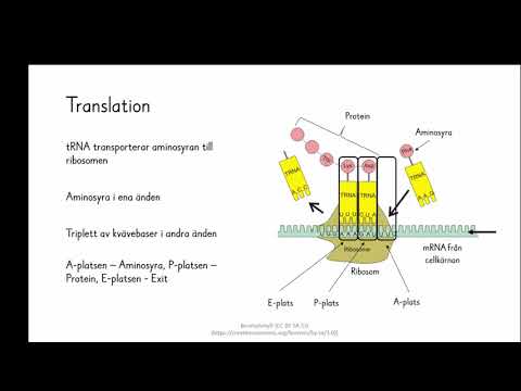 Video: En Genuttrycksbaserad Studie På Immuncellsubtyper Och Gliomprognos