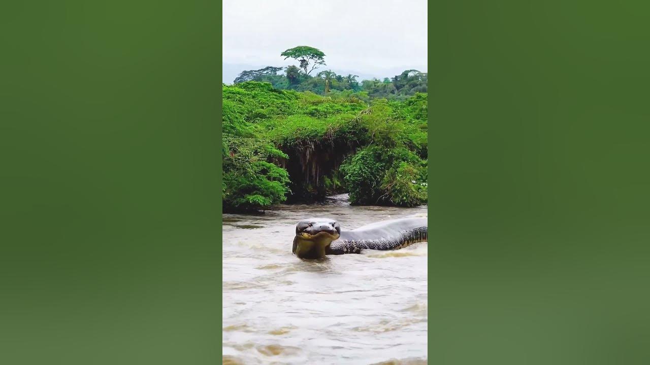 Scary giant anaconda appears in river #snake #anaconda #snakevideo #amazonia