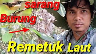 Disini masih sangat melimpah, gak keitung saking banyaknya sarang remetuk laut.