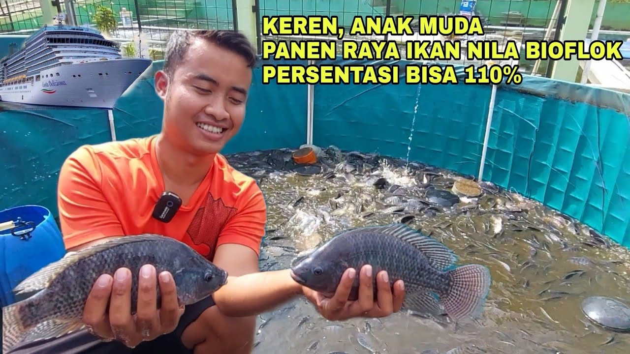 KEREN, ANAK MUDA INI PANEN RAYA IKAN NILA BIOFLOK PERSENTASI BISA 110%