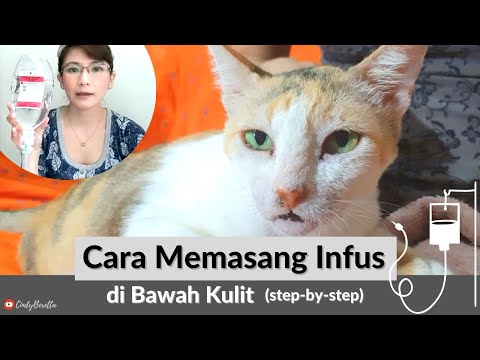 Video: Memberikan Cairan Subkutan Cat IV Anda di Rumah (Dengan Foto)