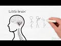 Chiropractic Adjustments Affect Brain/Cerebellum Function Heidi Haavik PhD, D.C. Scientific Research