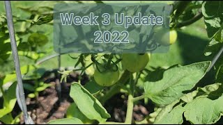 Container Garden Update| Week 3| 2022 by Onnie's Prairie Garden 37 views 1 year ago 9 minutes, 56 seconds