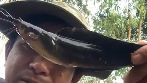 Câu cá rô cá trê vàng ||Đổ Ngọc Hồ ||fishing