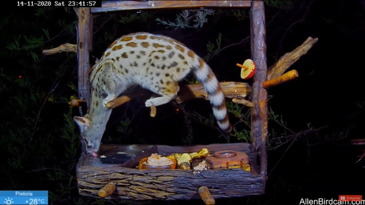 Genet Drinks as Bush Baby Alarm Call Can Be Heard ... South Africa Cam BWHQ