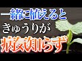 【きゅうり】一緒に植えると病気に強くなるおすすめのコンパニオンプランツはこちら
