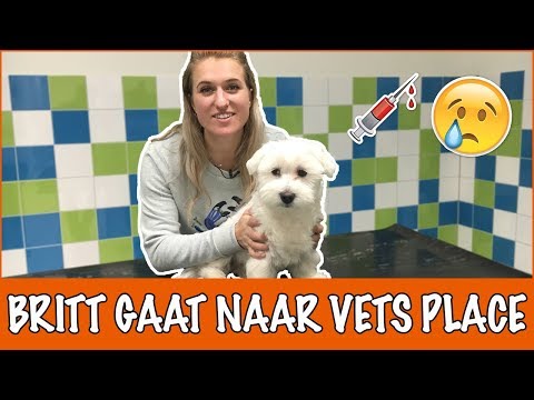 Video: Hond Longontsteking: Mijn puppy is ziek!