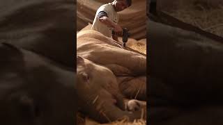 Cutting edge care for rescued wildlife HashTag: #SaveWildlife🙏🙏🙏