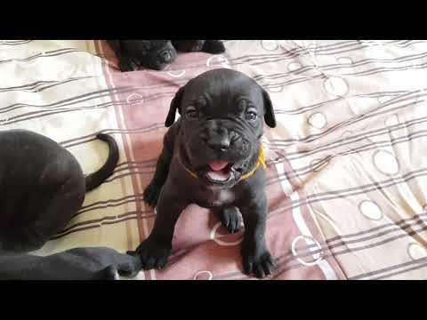 კანე კორსოს ლეკვები