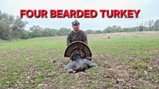 First Longbeard | Four Beards! #texasturkeyhunting