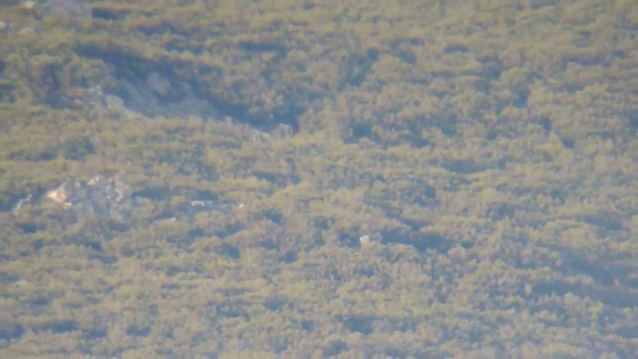 Lobo (Fauna en Fuentes del Narcea, Asturias)