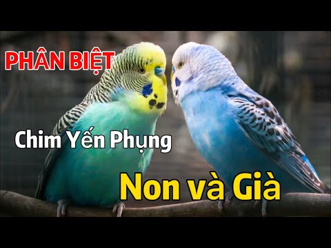 Video: Làm thế nào để ngăn chặn một con chó khóc vào ban đêm