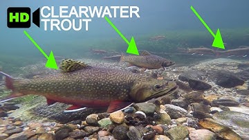 Trout spawning GOPRO Footage - (HD Underwater Video)