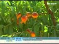 Как выращивают персики в Украине?