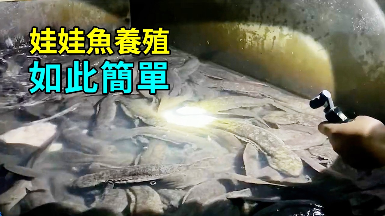 娃娃魚的秘密，養殖過程大開眼界