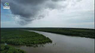 TESTING OF SONNERATIA ALBA