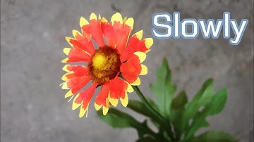 ABC TV | How To Make Blanket Flower Paper (Slowly) - Craft Tutorial