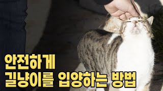 안전하게 길냥이를 구조하는 방법은?