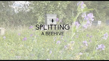 Creating an artificial swarm by splitting a beehive - May 2023