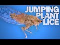 The Fastest Front-Flipping Insect | Jumping Plant Lice