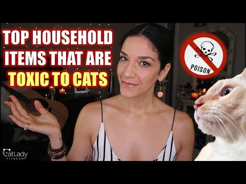 วีดีโอ: Cats Indoors: ขบวนการการดูแลสุขภาพด้านสิ่งแวดล้อมและแมว