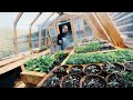 See the Greenhouse that Saves Us Thousands in Garden Plants