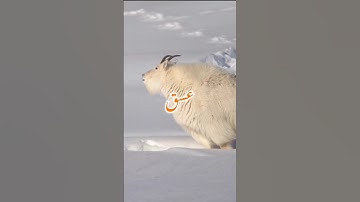 سورة الشورى وكانك تسمعها لأول مرة 🎧🔉🩺 #سورة_الشورى 🔊 #nature #قران #amazing #snow #horse