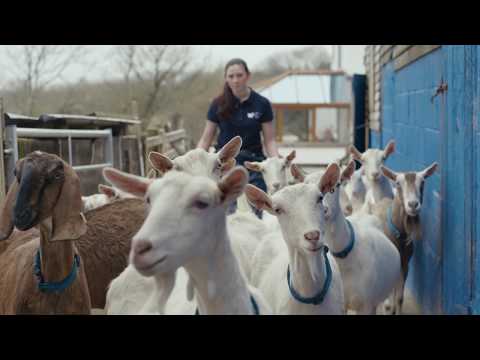 Google Ads Success Story: Chuckling Goat