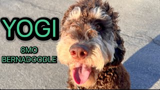 YOGI | 8MO BERNADOODLE | OFF LEASH E-COLLAR TRAINING by Off Leash K9 Training Columbus 34 views 2 months ago 4 minutes, 51 seconds