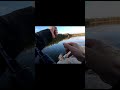 Пришлось отпустить рыбу слишком маленькая  #fishing #рыбалка #pikefishing