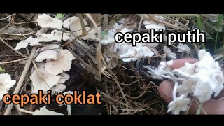 JAMUR CEPAKI, KECIL BERKOLONI