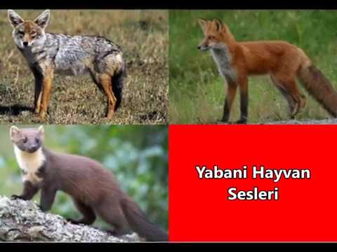 Yabani Hayvan sesleri tilki çakal sansar sesi