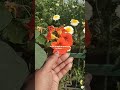 Share with Flower Lover 🌸#shorts #youtubeshorts #viral #trending #viralshort #flowers #share