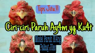 Paruh Ay4m Yang Bagus