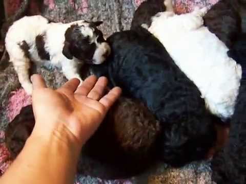 CACHORROS DE LA CAMADA DE SHANNON Y CURIOSO (Chica...