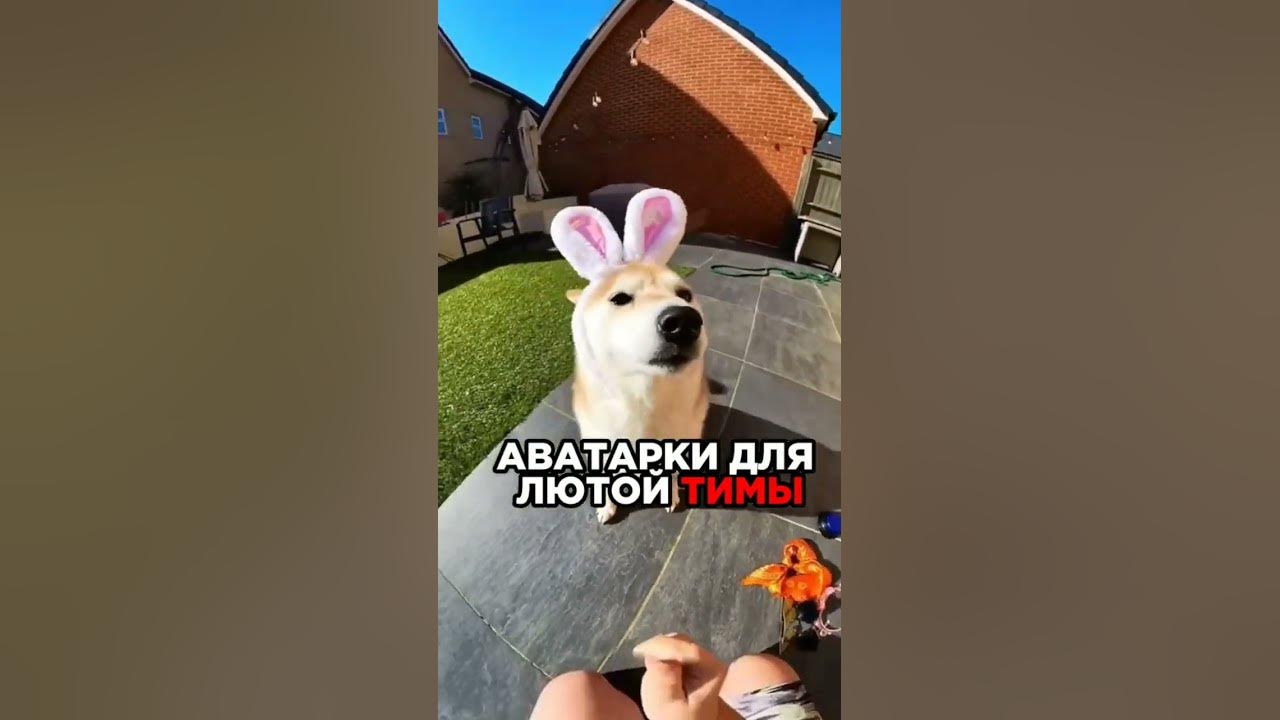 авы для лютейшей тимы #лютая #авы #монтажвидео - YouTube