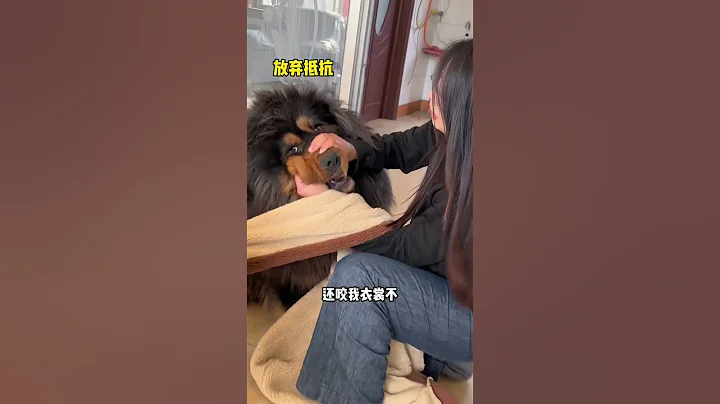 🐶養狗人出門有多難 #藏獒 #萌寵 #dog - 天天要聞