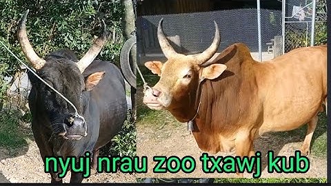 saib nyuj sib nraus zoo nkauj heev, leej twg nyiam nug tau nawb