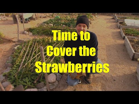 When to Cover Strawberries and Why I'm Using Evergreen Boughs