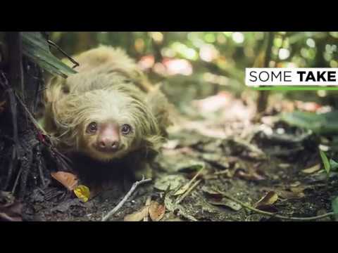 Wildlife in Costa Rica - YouTube