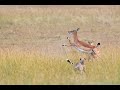 Impala snaps BOTH front legs in Cheetah hunt: 4K 120pfs Slow Motion