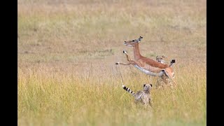 Impala snaps BOTH front legs in Cheetah hunt: 4K 120pfs Slow Motion