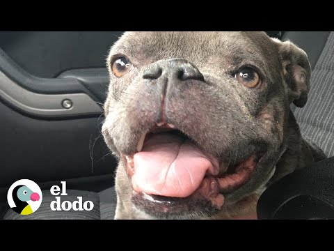 Vídeo: Minúsculo pitbull com nanismo vive para desafiar as probabilidades e inspirar o mundo