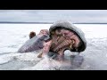 10 Shocking Animals That Were Frozen In Ice!