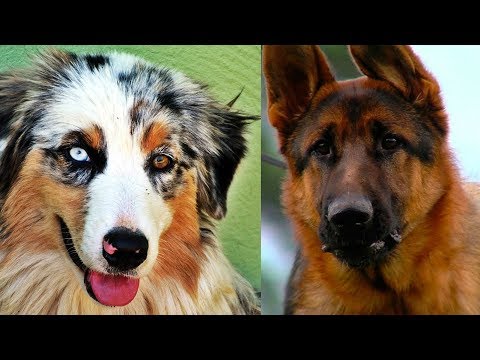 Video: Las 10 Razas De Perros Más Inteligentes