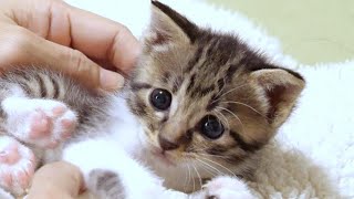 Kitten's cute steps [Please watch with subtitles]