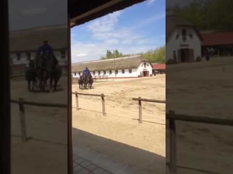 Video: Vengrijos žirgų paroda Pusztoje
