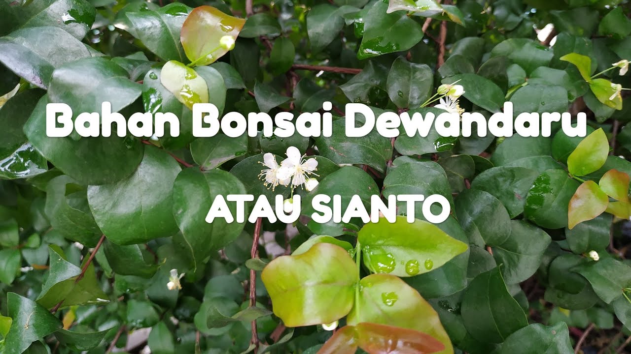 Mengenal Bahan Bonsai Dewandaru Atau Sianto Youtube